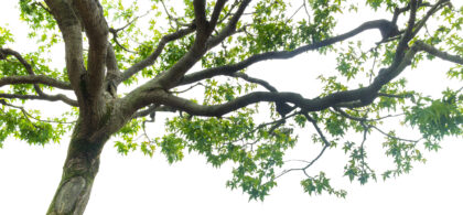 Photo of a tree